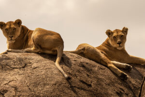 Lion Rock